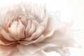 Elegant Creamy Peony Illustration