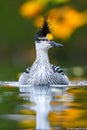 Elegant Crested Grebe Bird with Vibrant Plumage Reflecting on Tranquil Water