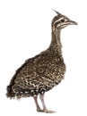 Elegant Crested Tinamou, Eudromia elegans