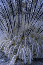 Elegant Crinoid, Tropical Reef life, Sogod Bay, Leyte, Philippines Royalty Free Stock Photo