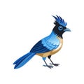 Elegant Curl-crested Jay Bird Vector Royalty Free Stock Photo