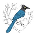 Elegant Curl-crested Jay Bird Vector Royalty Free Stock Photo