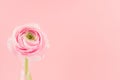 Elegant cute pastel pink festive background with buttercup flower head in vase, closeup, top, details.