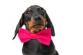 Dachshund puppy in crimson bow tie around his neck isolated on white background. Dog clothing and accessories store.