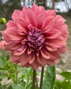 Elegant Dahlia Blooms: A Kaleidoscope of Petals. Nature& x27;s Intricate Beauty on Display. Royalty Free Stock Photo