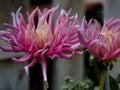 Elegant dahlias in the garden