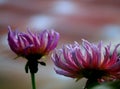 Elegant dahlias in the garden