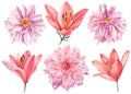 Elegant dahlias and lilies, pink flowers set on isolated white background, watercolor illustration