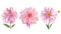 Elegant dahlias set of pink flowers on isolated white background, watercolor illustration, collection, greeting cards