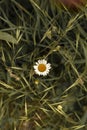 Elegant daisy flower in the center of many green plants