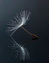 Elegant Dandelion Seed Reflection with Dew Royalty Free Stock Photo