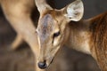 Elegant deer brown color, Thailand Royalty Free Stock Photo
