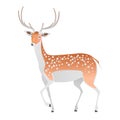 Elegant deer on a white background. Vector isolated animal. Royalty Free Stock Photo