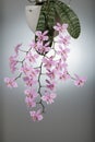 Elegant delicate natural orchid phalaenopsis schilleriana blooms at home. Home and garden flowers Royalty Free Stock Photo