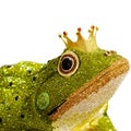 elegant designed diamond in frog on white background