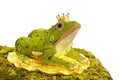 Elegant designed diamond in frog on white background, the frog p