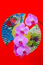 Beautiful phalaenopsis blume orchids branch and colorful designs of oriental folding fans on red background