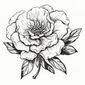Elegant And Detailed Black And White Flower Drawing Royalty Free Stock Photo