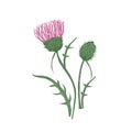 Elegant detailed botanical drawing of thistles flowers and leaves isolated on white background. Beautiful wild meadow