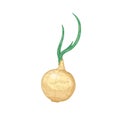 Elegant detailed drawing of onion bulb. Fresh organic ripe raw vegetable, cultivated crop or vegetarian product hand