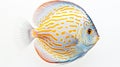 Elegant Discus Fish With Intricate Patterns On White Background Royalty Free Stock Photo