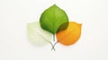 Elegant Display of Three Different Leaves on White Background in Soft Natural Light Royalty Free Stock Photo