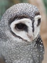 Elegant distinguished Lesser Sooty Owl.