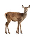 Elegant doe gazes calmly on a white background