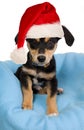 Elegant dog on blue wrap with christmas cap Royalty Free Stock Photo