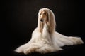 elegant dog with long hair. Excellent grooming. Afghan Hound