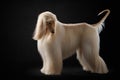 elegant dog with long hair. Excellent grooming. Afghan Hound