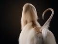 elegant dog with long hair. Excellent grooming. Afghan Hound