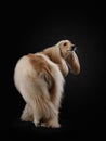 elegant dog with long hair. Excellent grooming. Afghan Hound