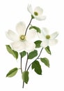 Elegant Dogwood Flowers: Meticulously Detailed Vector Picture