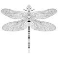 Elegant dragonfly insect detailed sketch in black and white