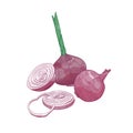 Elegant drawing of cut and whole red onion. Fresh organic ripe raw vegetable, cultivated crop or vegetarian product hand