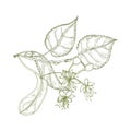 Elegant drawing of linden leaves, beautiful blooming flowers or inflorescence and buds. Plant used in phytotherapy hand Royalty Free Stock Photo