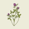 Elegant drawing of red clover with pink blooming flowers and green trifoliate leaves. Gorgeous wild herbaceous plant Royalty Free Stock Photo