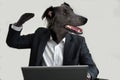 Businessdog in his office tries to convince his interlocutor