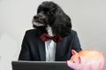 Businessdog in his office Royalty Free Stock Photo