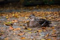 Elegant duck Royalty Free Stock Photo