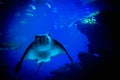 An elegant eagle ray gracefully glides through a spacious aquatic tank Royalty Free Stock Photo