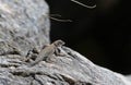 Elegant Earless Lizard Royalty Free Stock Photo