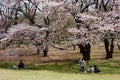 Cherry blossoms blooming gorgeously