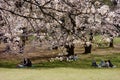 Cherry blossoms blooming gorgeously Royalty Free Stock Photo
