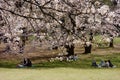 Cherry blossoms blooming gorgeously