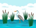 An elegant European heron stands in a pond with reeds and river fish. Landscape pond.