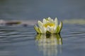 Elegant European white waterlily Nymphaea alba Royalty Free Stock Photo