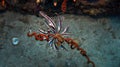 Elegant Feather Star