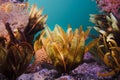 Elegant Feather star